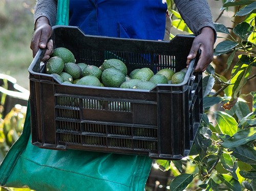 Person carrying avocados in a box Person carrying avocados in a box