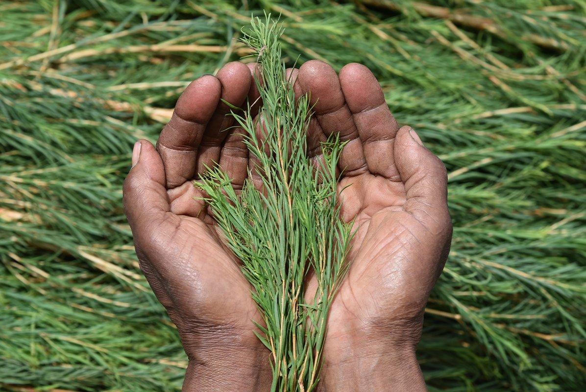 Two hands holding tea tree plant