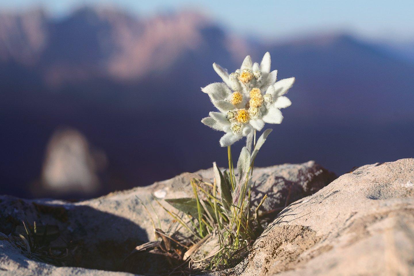 Bienfaits de la Fleur D'Edelweiss Pour la Peau | The Body Shop