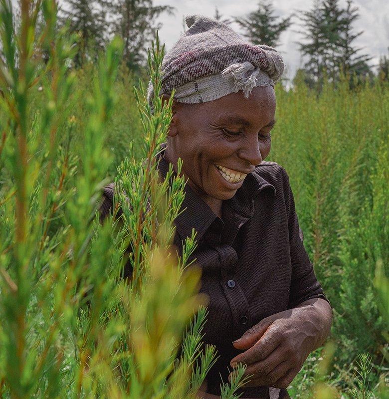 Tea Tree Farmers