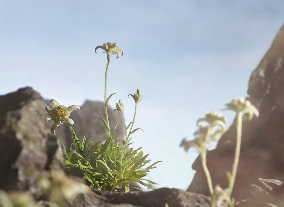 Edelweiss Flowers