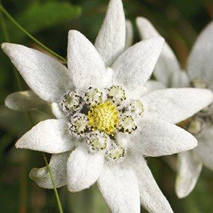 Bienfaits de la Fleur D'Edelweiss Pour la Peau | The Body Shop