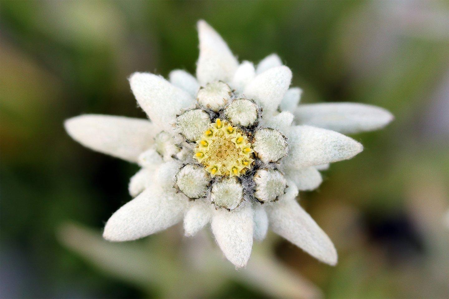 EDELWEISS VIDEO PLACEHOLDER