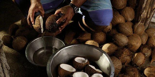 Hands opening coconuts