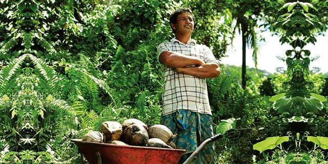 Man standing in coconut plantation