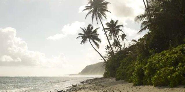 Coconut trees hanging over a beach