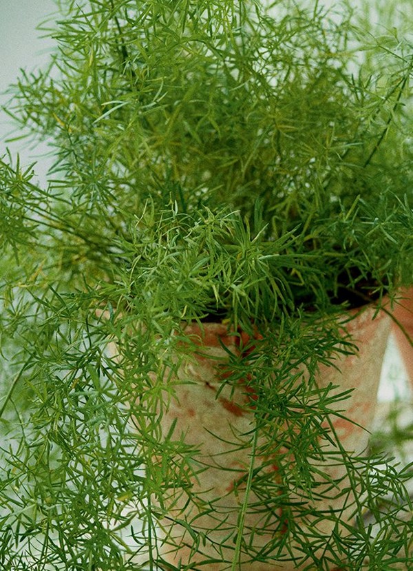 Tea treeplant Tea treeplant