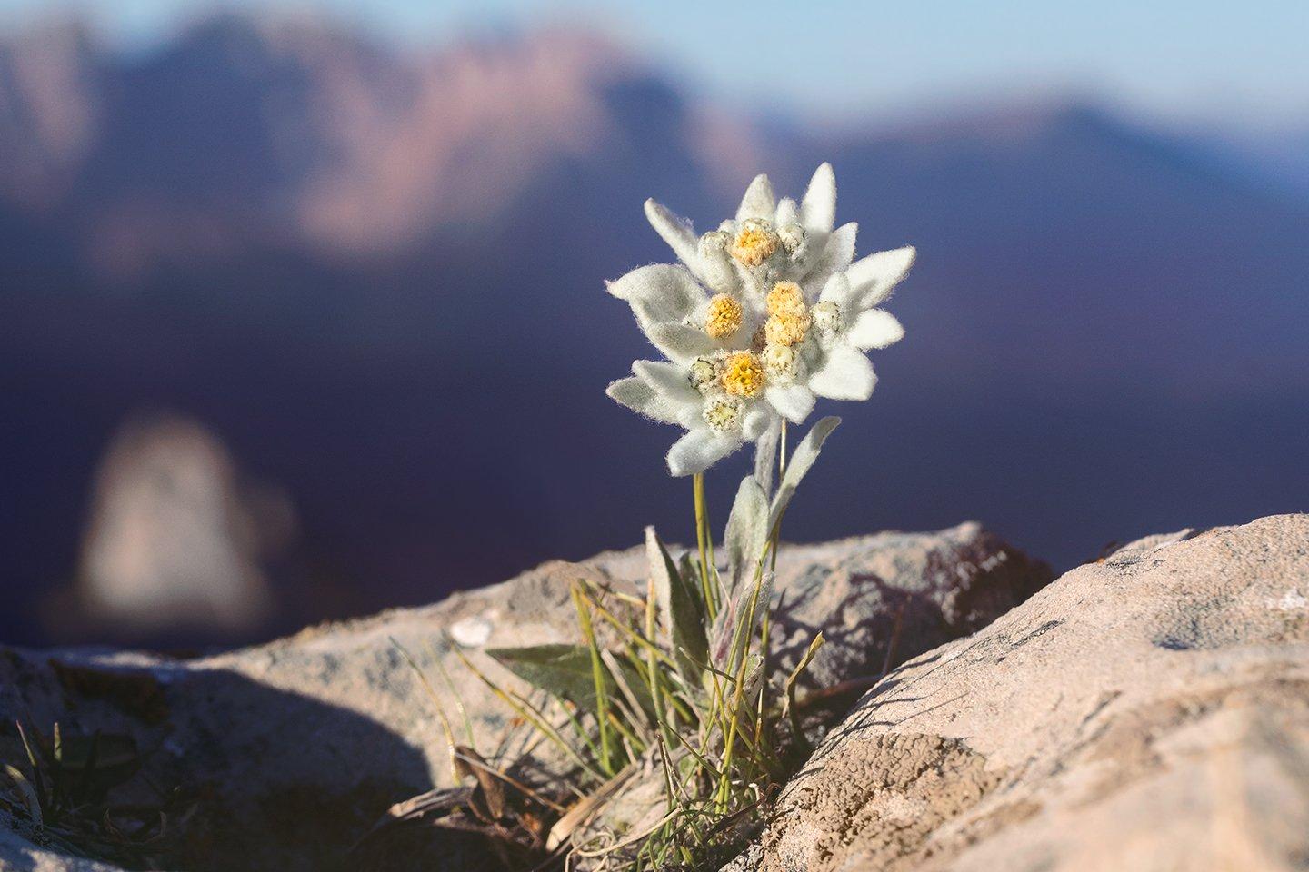 EDELWEISS GROWING BETWEEN ROCK