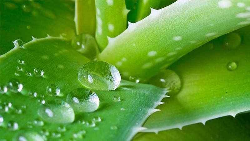 Aloe vera Aloe vera