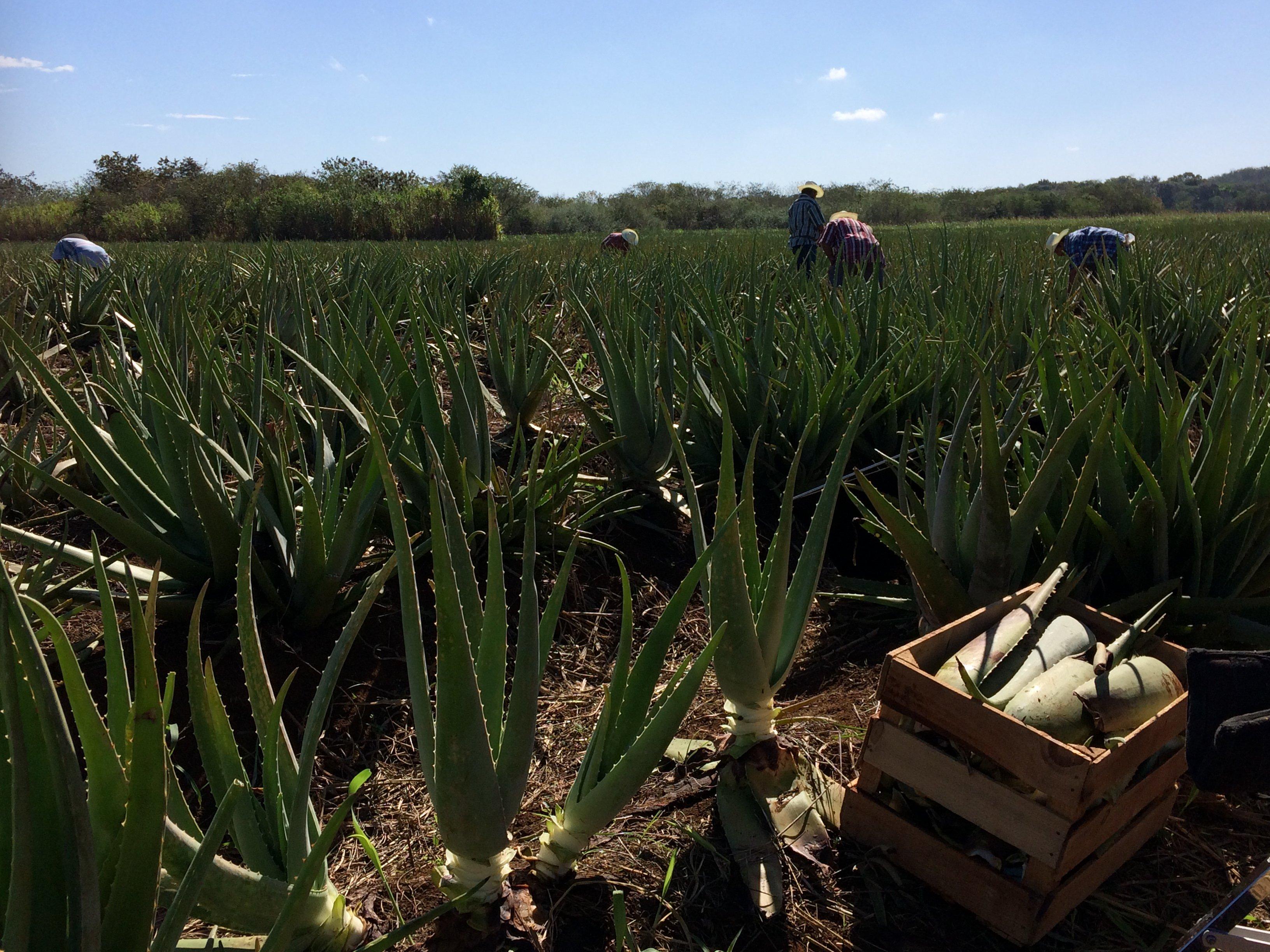ALOE VERA PLANTS