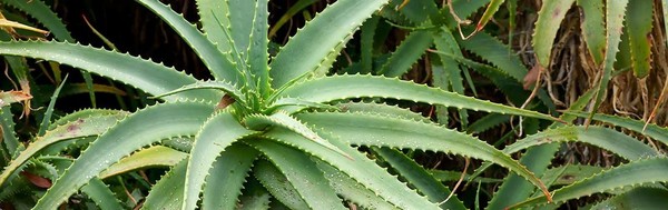 PLANTA DE ALOE VERA PLANTA DE ALOE VERA