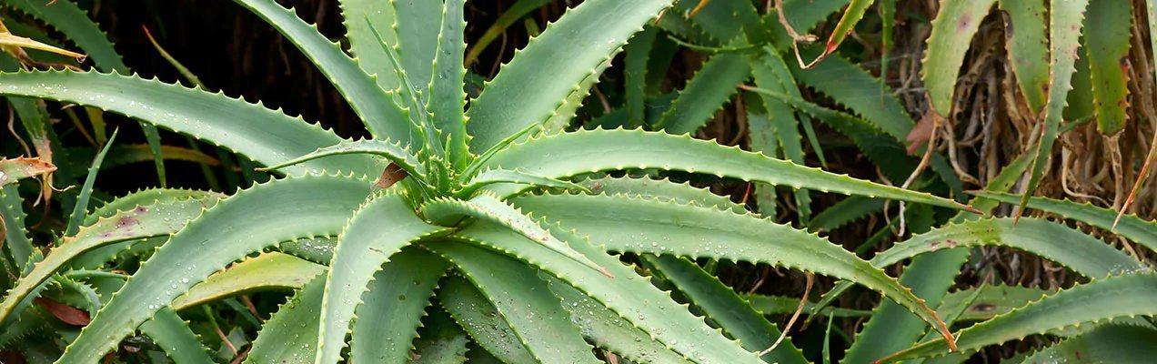 ALOE VERA PLANT