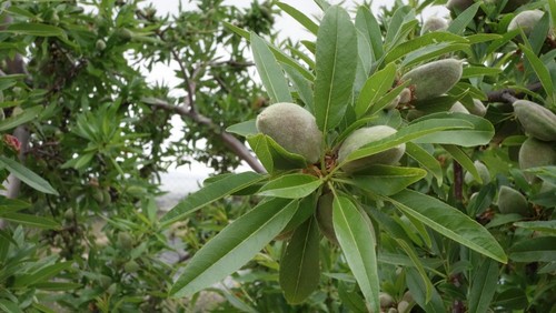 Almonds growing in a tree