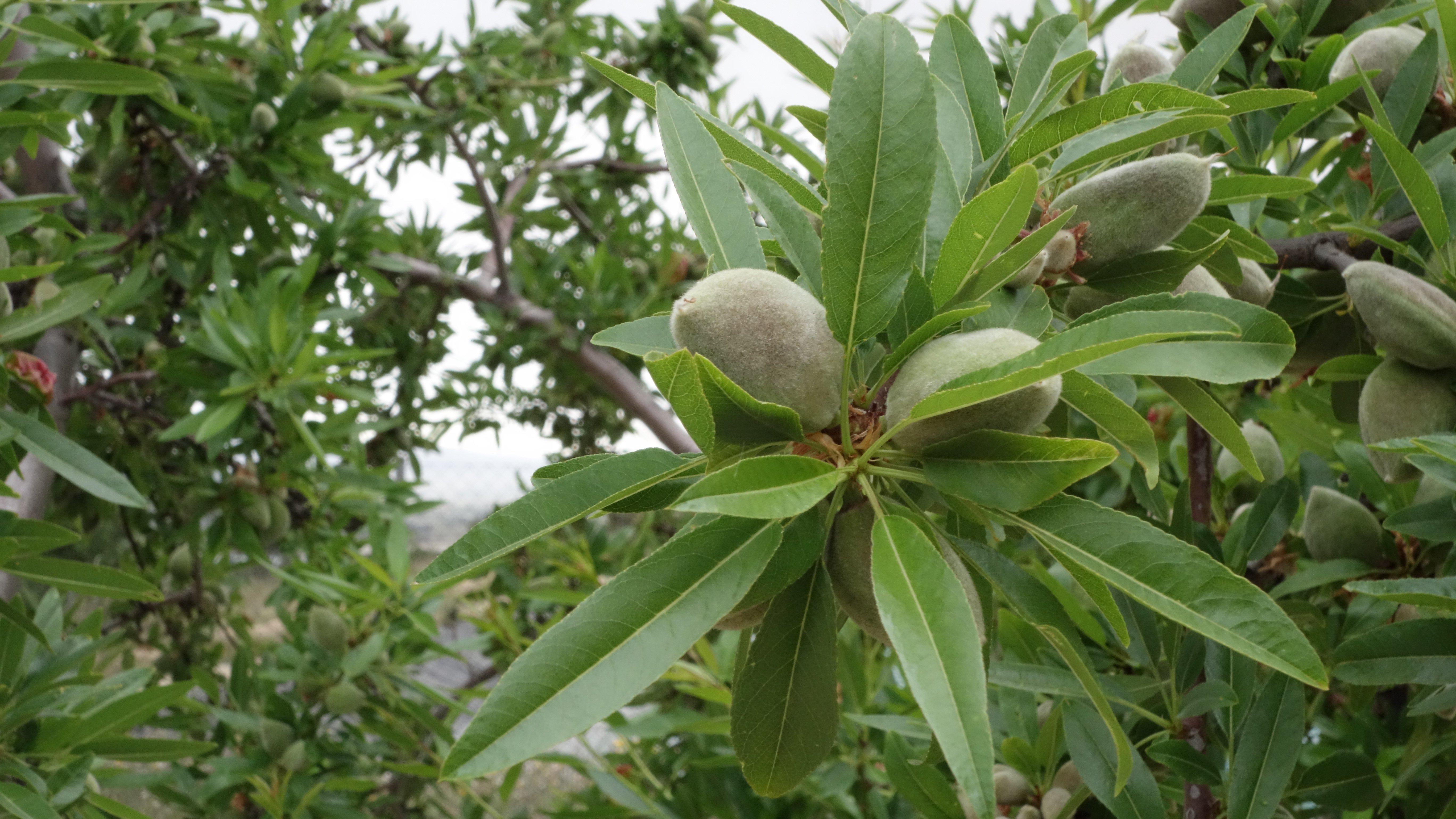 樹上杏仁