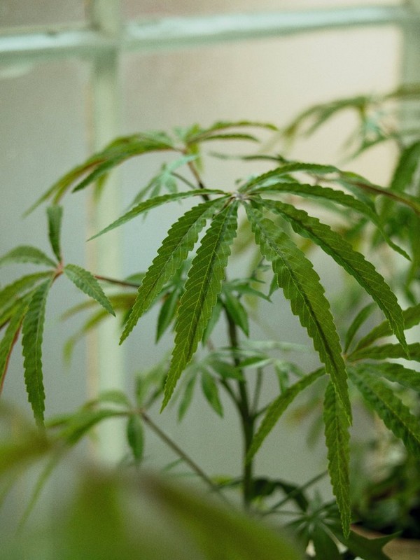 La plante de chanvre La plante de chanvre