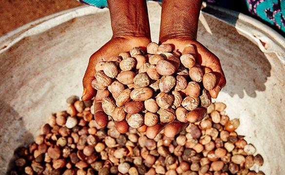 Des mains dans des noix de karité