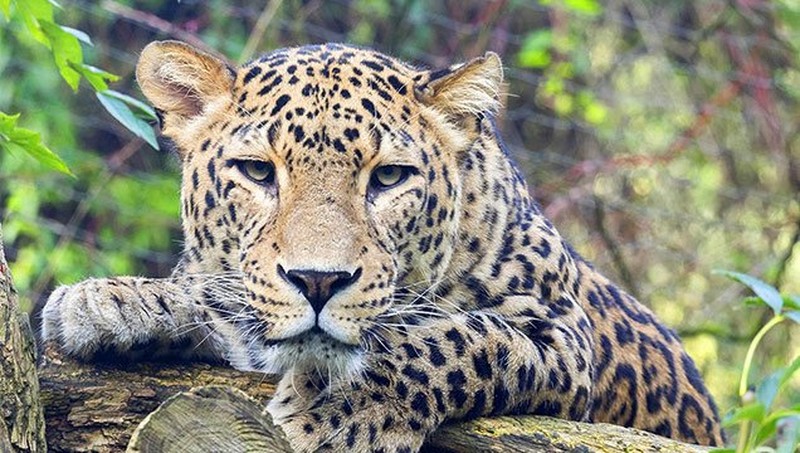 Leopard's face Leopard's face