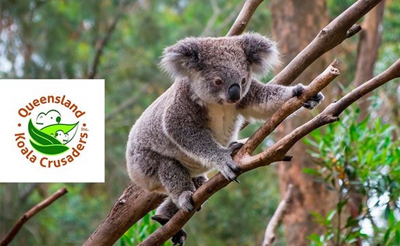 Koala in een boom Koala in een boom