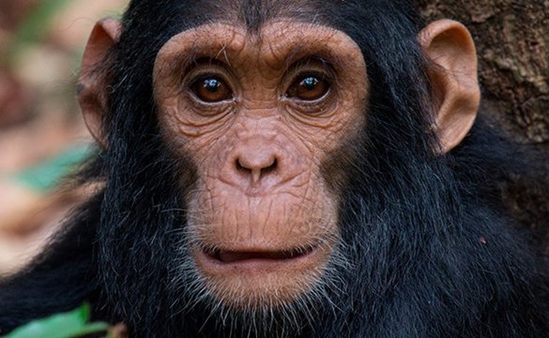 Gezicht van een chimpansee Gezicht van een chimpansee