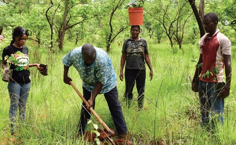 Mensen die bomen planten Mensen die bomen planten