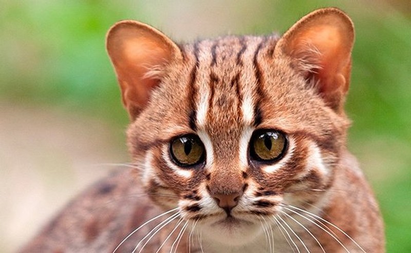 Gezicht van een kat Gezicht van een kat