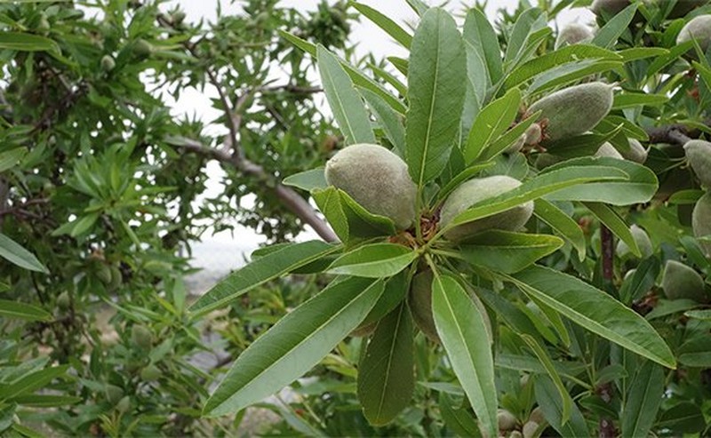 Plant Plant