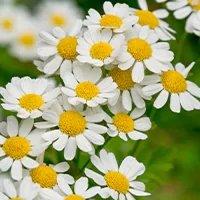 Camomile flowers