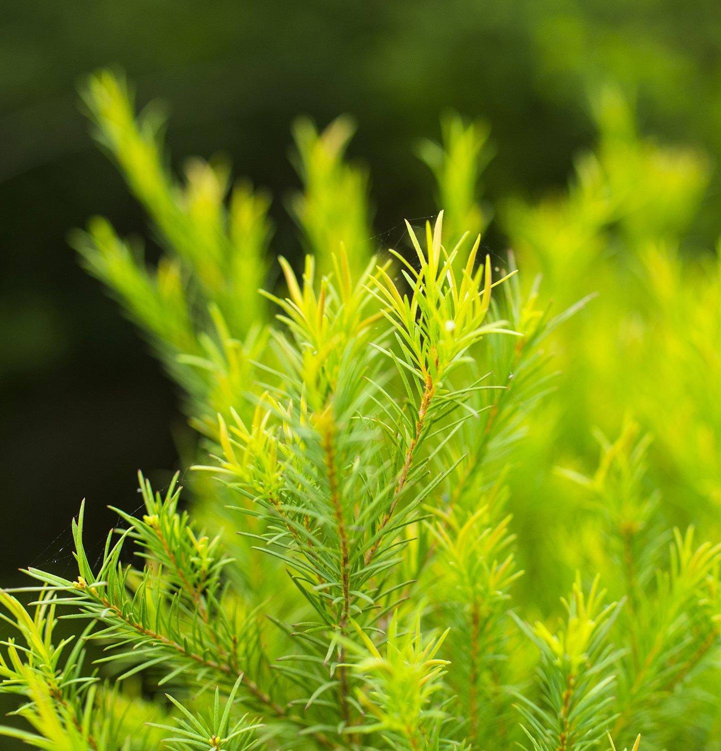 Tea Tree plant