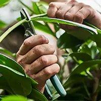 Gardener's hands