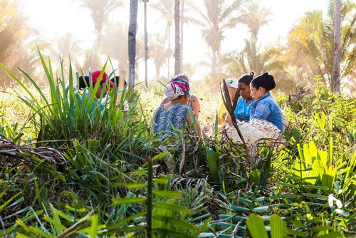 Women working in field of Babassu Women working in field of Babassu