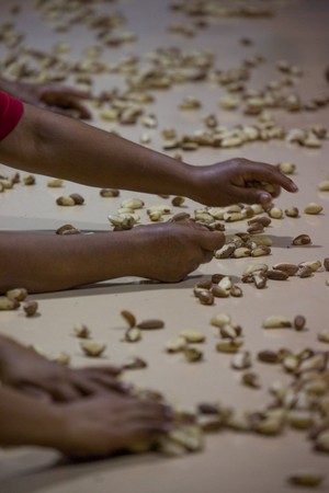 Persona trabajando con nueces de Brasil Persona trabajando con nueces de Brasil