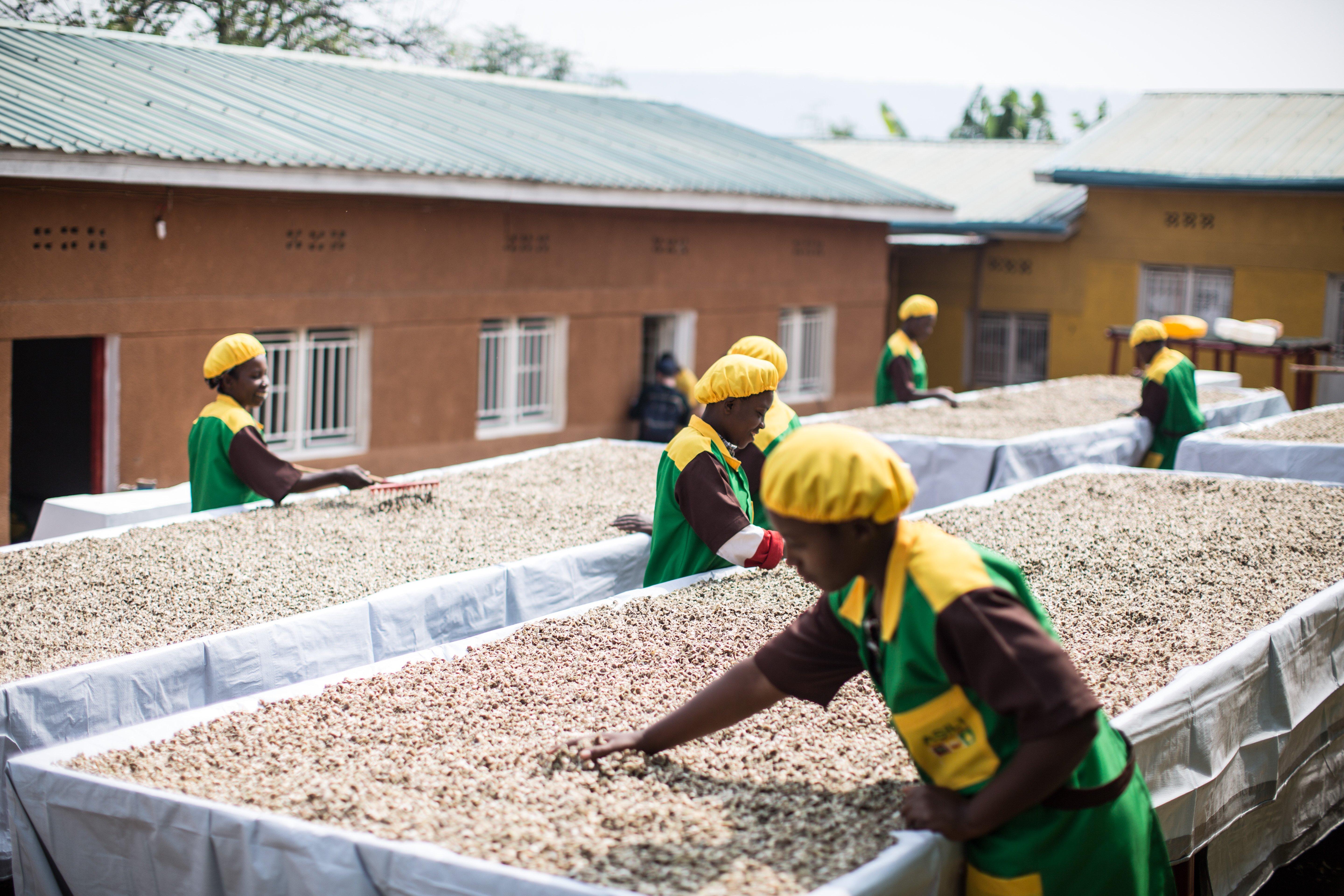 Women working on moringa seeds