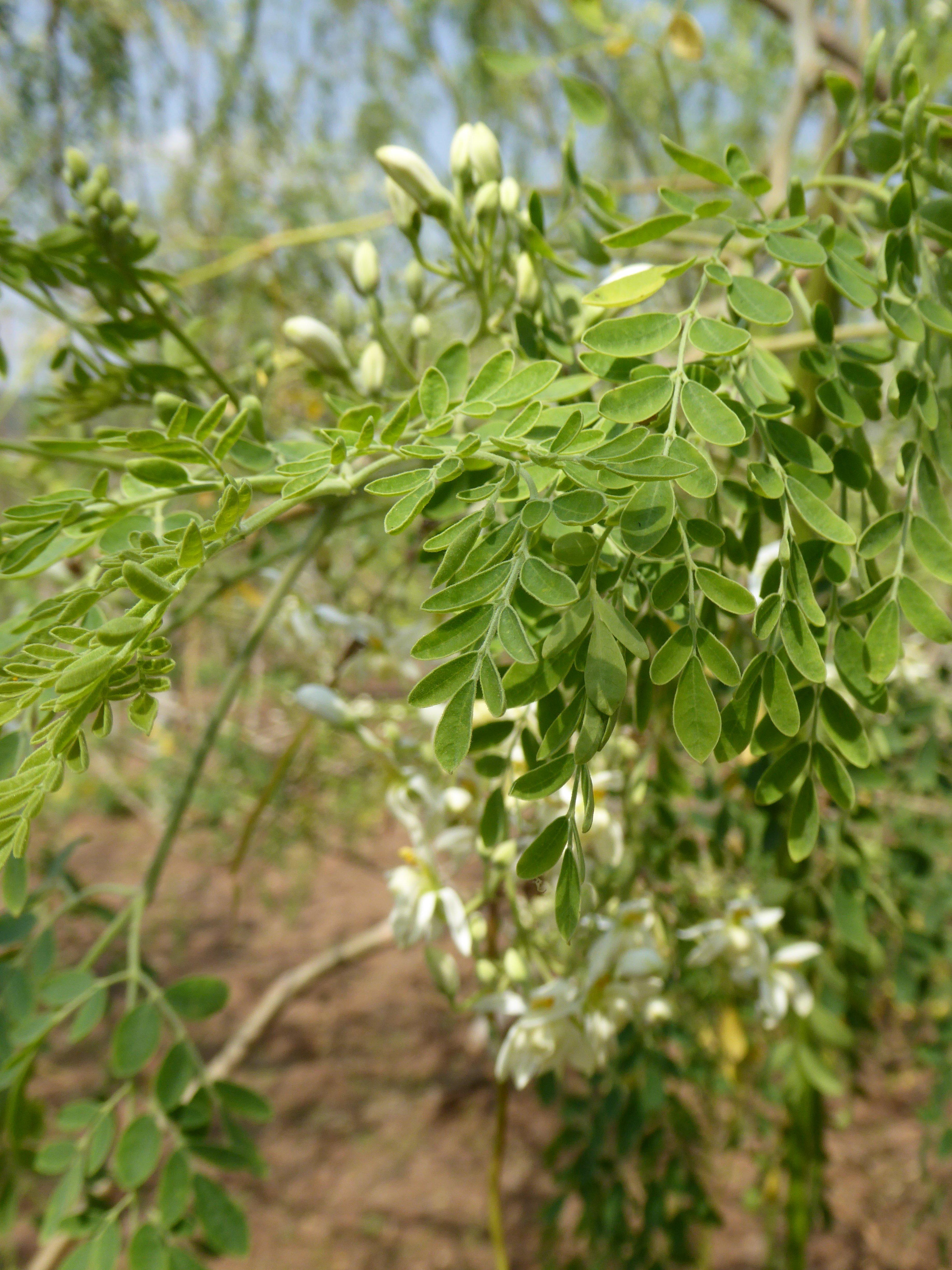 Moringa plant