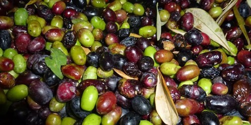 Aceitunas Aceitunas