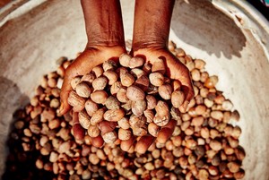 Noix de karité Noix de karité