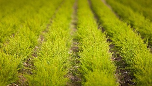 Veld vol tea treeplanten Veld vol tea treeplanten