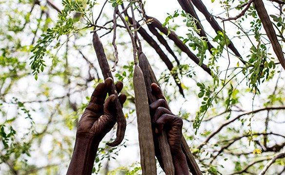 Des mains cueillant un fruit sur un arbre