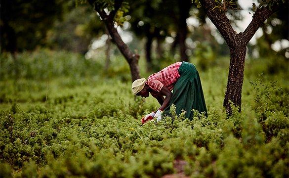 Une femme travaillant dans un champ
