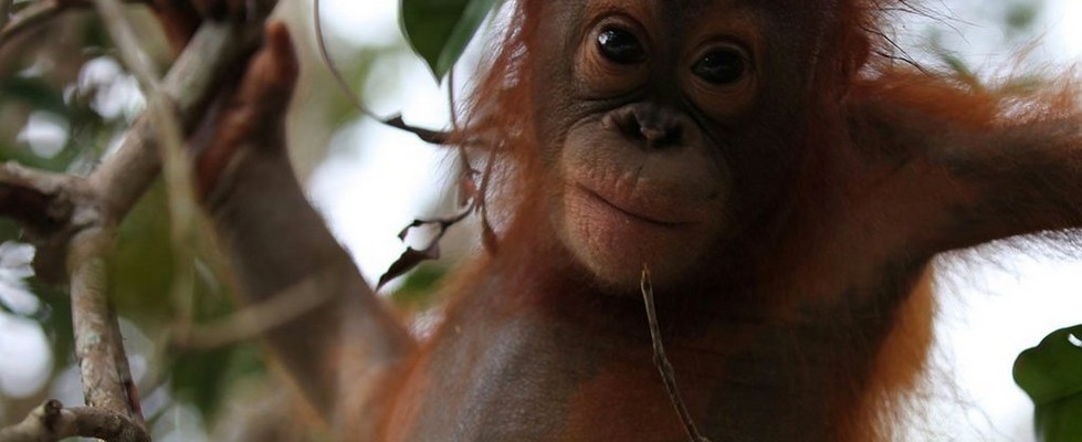 Orangutan Orangutan