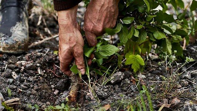 Hands pulling plant from soil