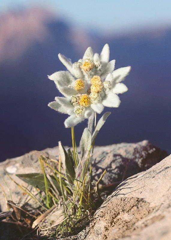 Edelweiss flower