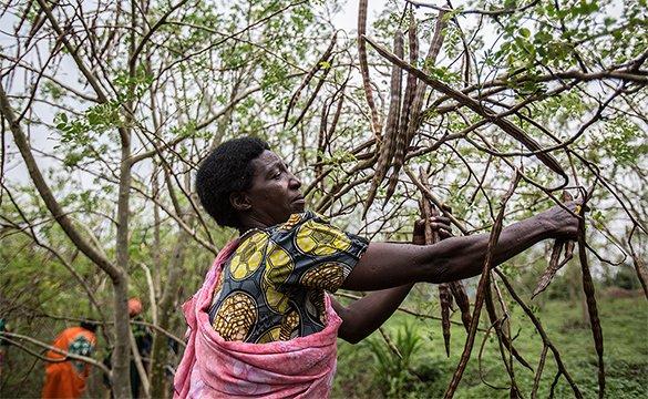 Une femme en train de fendre un arbre