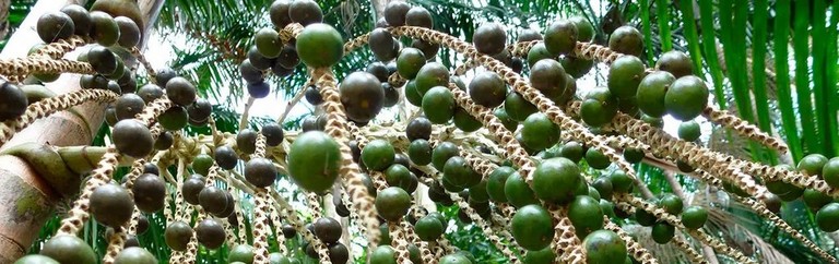 Acai Acai