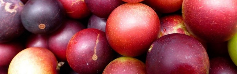 Bayas de Camu Camu Bayas de Camu Camu