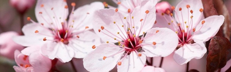 Cherry blossom Cherry blossom