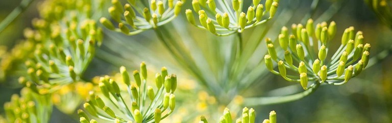 criste-marine-plant-stem-cells criste-marine-plant-stem-cells