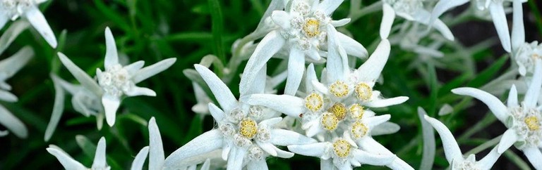 Edelweiss flower Edelweiss flower