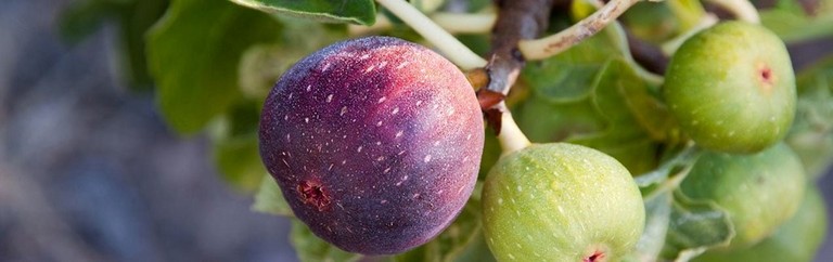 Figs Figs