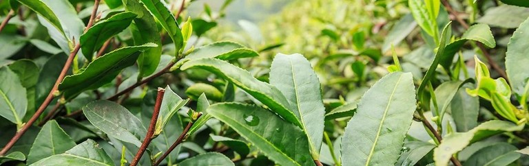 Planta de té verde Planta de té verde