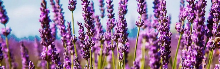 lavender field lavender field